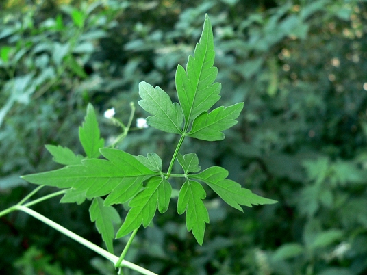 {Cardiospermum halicacabum}